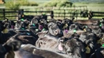 Monitoring oestrus intensity in cattle helps optimise reproduction