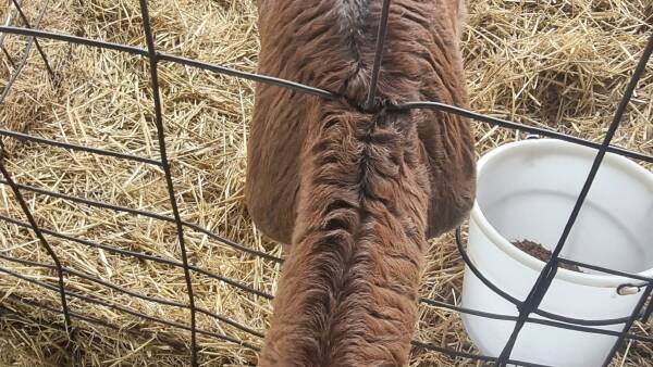 Lessons for dairy farmers from calf poisoning incident on US farm