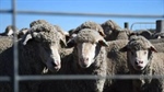 Live sheep by sea industry shutdown package increased by $32.7m