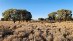 Grassed up, exclusion fenced Maranoa country on the market | Video