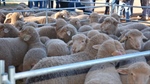 Victorian processors strengthen NSW lamb market