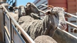 Understanding of live export sector is surprisingly limited, survey finds