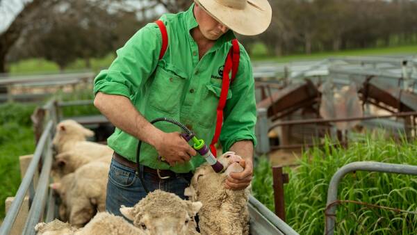 Smarter worming technology to be trialled on Australian sheep farms