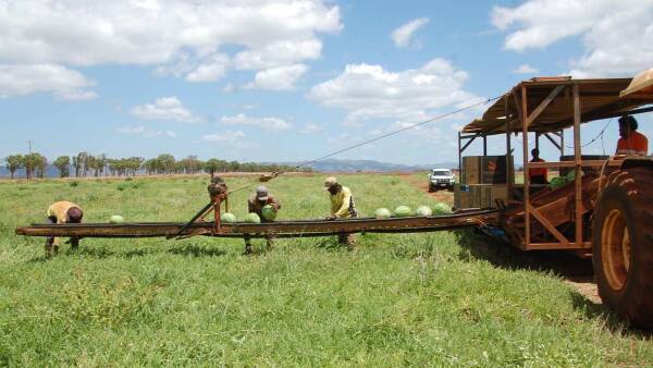 Established, high returning Far North Queensland horticultural operation