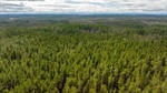 Established pine plantation plus land with subdivision potential | Video