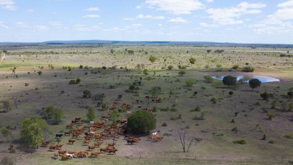 Negotiations continue on 23,000 acres of stunning brigalow scrub country