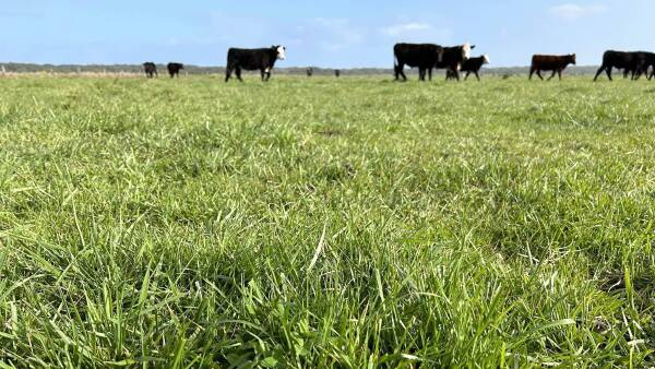 More top grazing in SA's South-East with a price tag of $4460 per acre