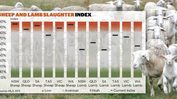 Export demand for mutton holds sheep slaughter strong as lamb numbers rise