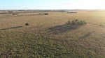 Top quality buffel grass cattle country on the market asking $1453/acre