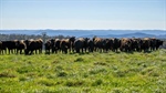 High performance grazing country sold following October auction | Video