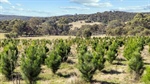 Turn Christmas cheer into cash with your own festive tree farm