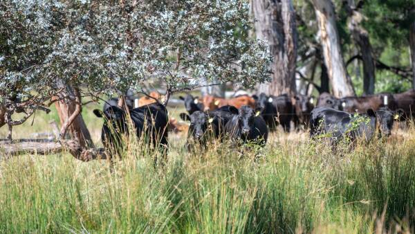 We are not dirty deforesters: Beef urged to ditch polite and start punching