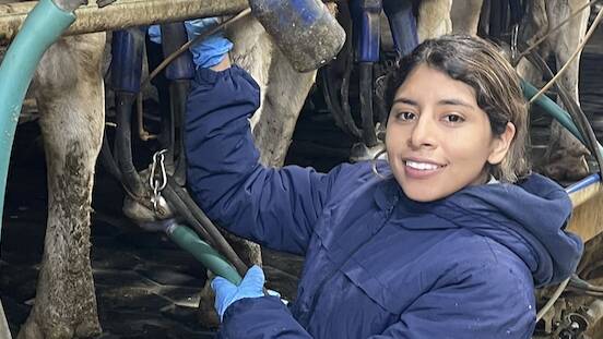 SA trial examines how scent can impact cow happiness and production