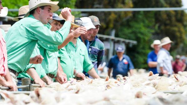 What's happening with lamb prices since Christmas and what's yet to come