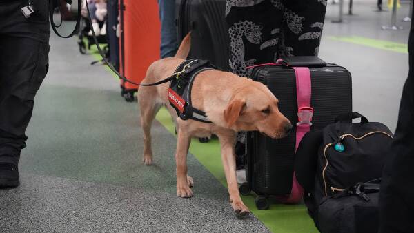 Extra canine helpers called in for Australia's front-line biosecurity fight