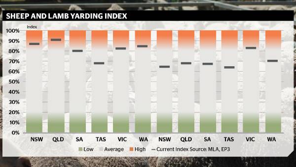 A weight of numbers: elevated sheep and lamb supply pressures prices