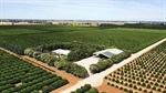 Investors grab a $15m stake in Riverina citrus farms