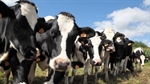 Could farmgate milk prices reach $10 a kilogram milk solids in 2025?