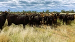 SLM's regenerative cattle operation with carbon projects seeking $120m-plus