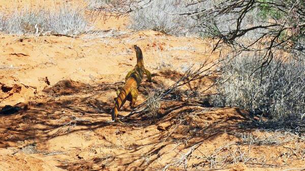 Too hot to handle, outback town breaks its own heat record