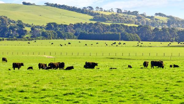 The most sought after cattle country in the state comes at a high price