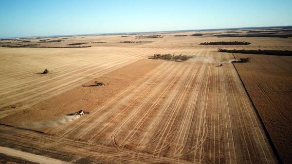 Portfolio of four cropping farms near Lock in SA off to auction