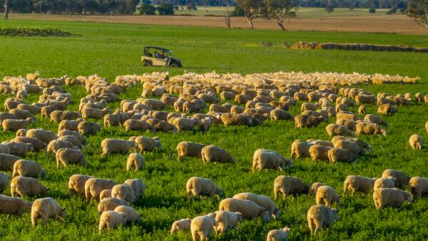 Outstanding prime lamb operation makes solid $3527/acre at strong auction