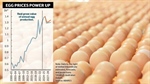 Bird flu cost and shortages linger but egg farms break output value records