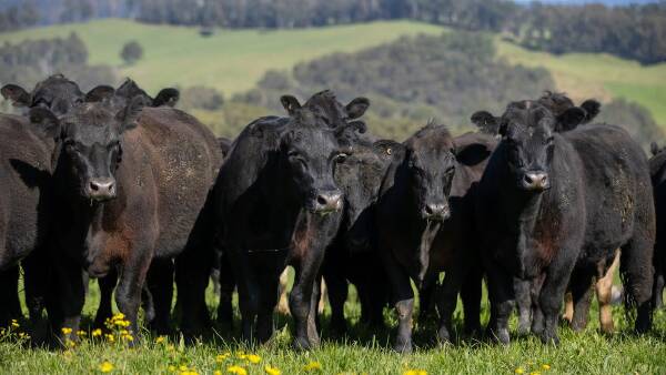 High-performance cattle country auction shifted after 300mm of Alfred rain