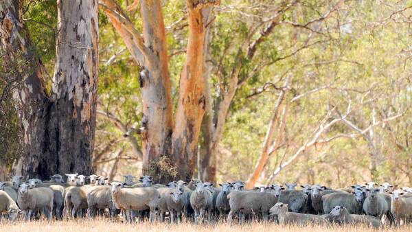 Productive Western District farm goes under the hammer next month