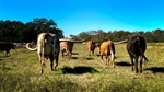 It's a good time to be a cowboy: US herd may never return to where it was