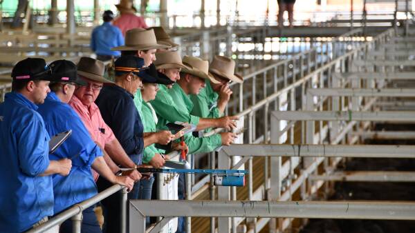 Stable cattle prices to July, with some potential upside, says Rabobank