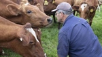 Focus on milk boosts sustainability for South Australian dairy farmers