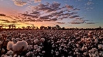 Slow pace of cotton sales may have implications for broader supply chain