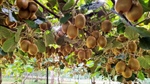 Aussie farmland a battleground for local and global agricultural investors