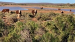 A million-plus acres with 3000 top-quality cattle and plant on the market