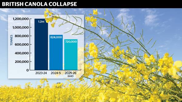 Canola producers get positive market signals as key competitors fall away