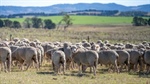 Waterloo Plains a property well suited to cattle, sheep and wool production
