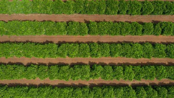 Sunraysia citrus orchard noted for outstanding oranges, mandarins for sale