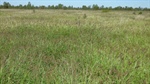 Wadeholme is 48,762 acres of grazing country enjoying an excellent season