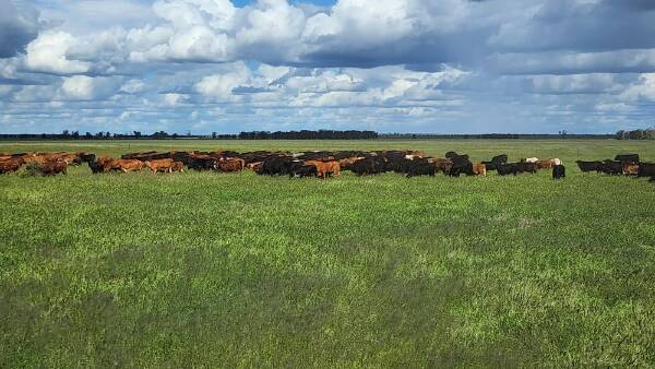 Exclusion-fenced country for breeding, backgrounding, fattening | Video