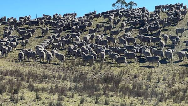 Could sulphur be a secret weapon in fighting flystrike in Merino flocks?