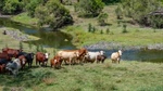 Valley cattle property calling for offers of more than $10 million | Video