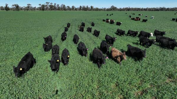 Versatile, well-developed north west cattle operation with irrigation bonus