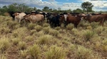 Major north west Qld cattle station sold for an impressive $47.5 million
