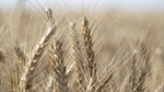 Scotch satisfaction as soft wheat program honoured on world biscuit day