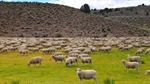 Ranchers' quest to limit Aussie lamb to boost US sheep flock may backfire