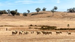 Big sheep farm for sale near Bendigo likely to be magnet for developers