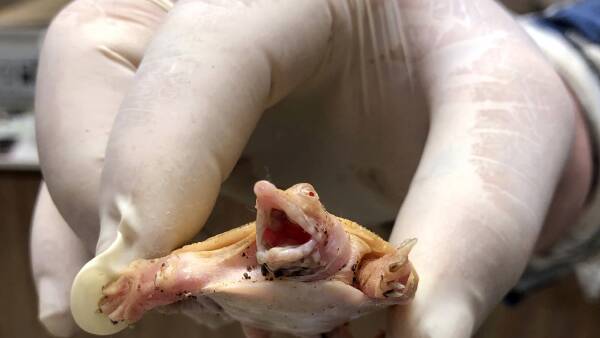 Tarantulas and turtles seized in major Australian wildlife smuggling bust