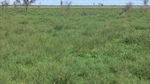 Versatile 15,209-acre cropping, grazing operation to be auctioned July 10
